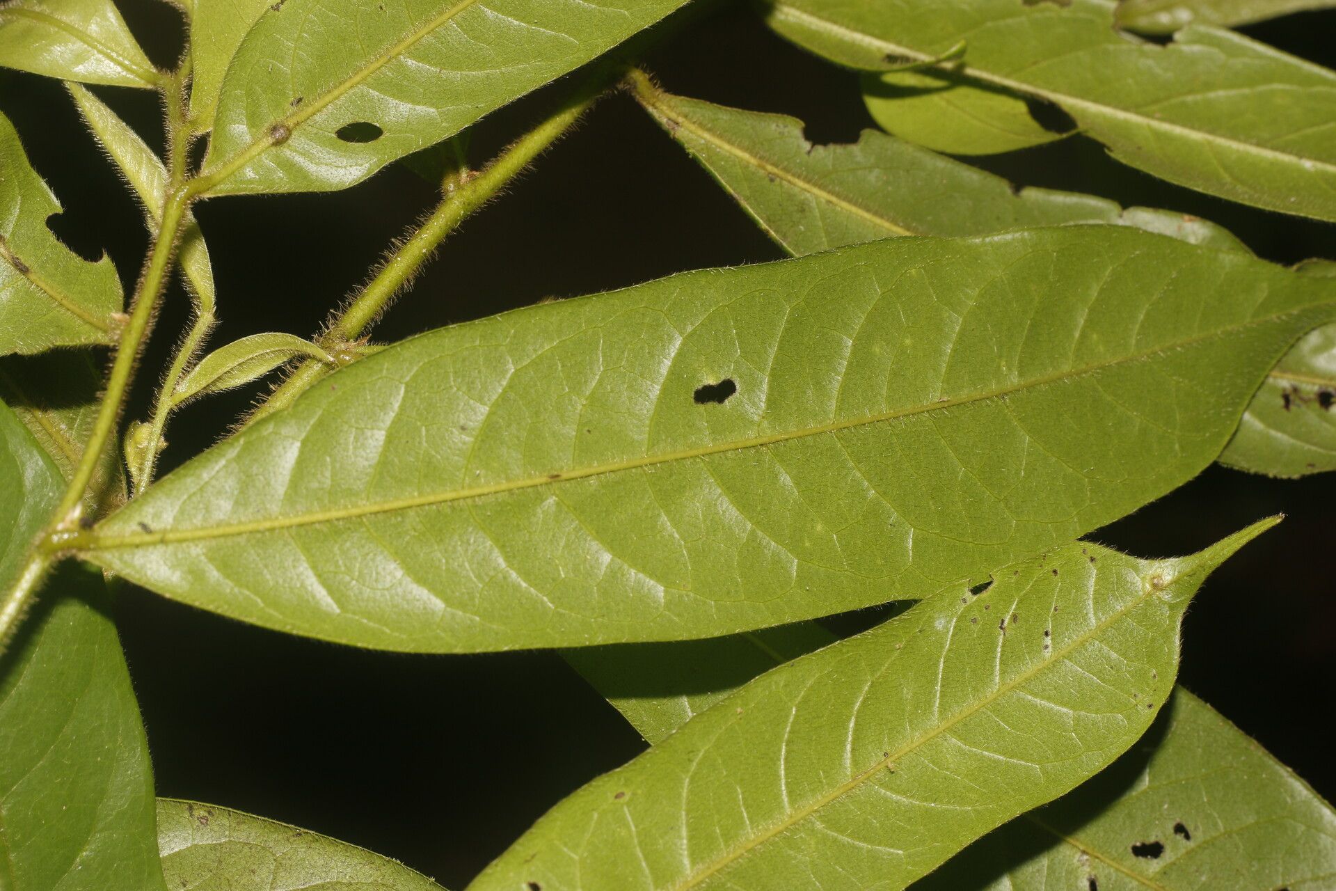 Guatteria tomentosa leaf