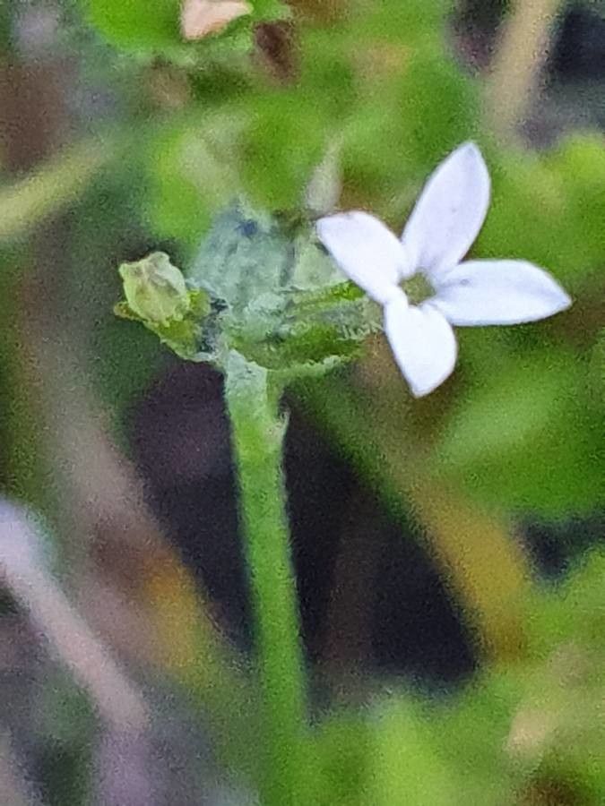 Oldenlandia lancifolia flower