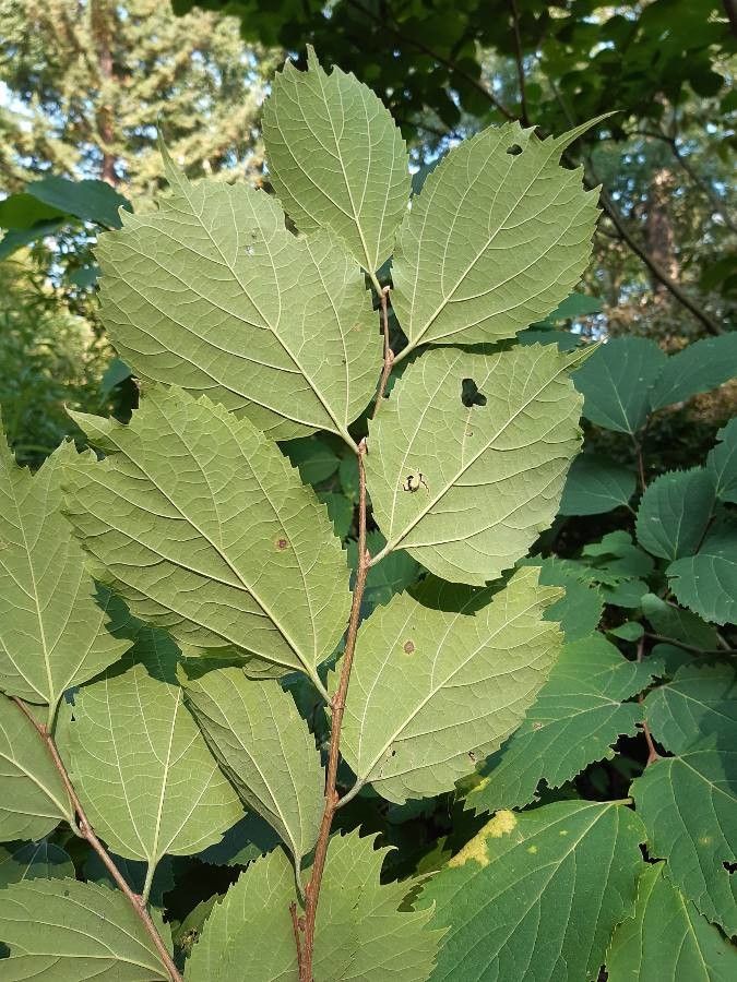Celtis koraiensis leaf