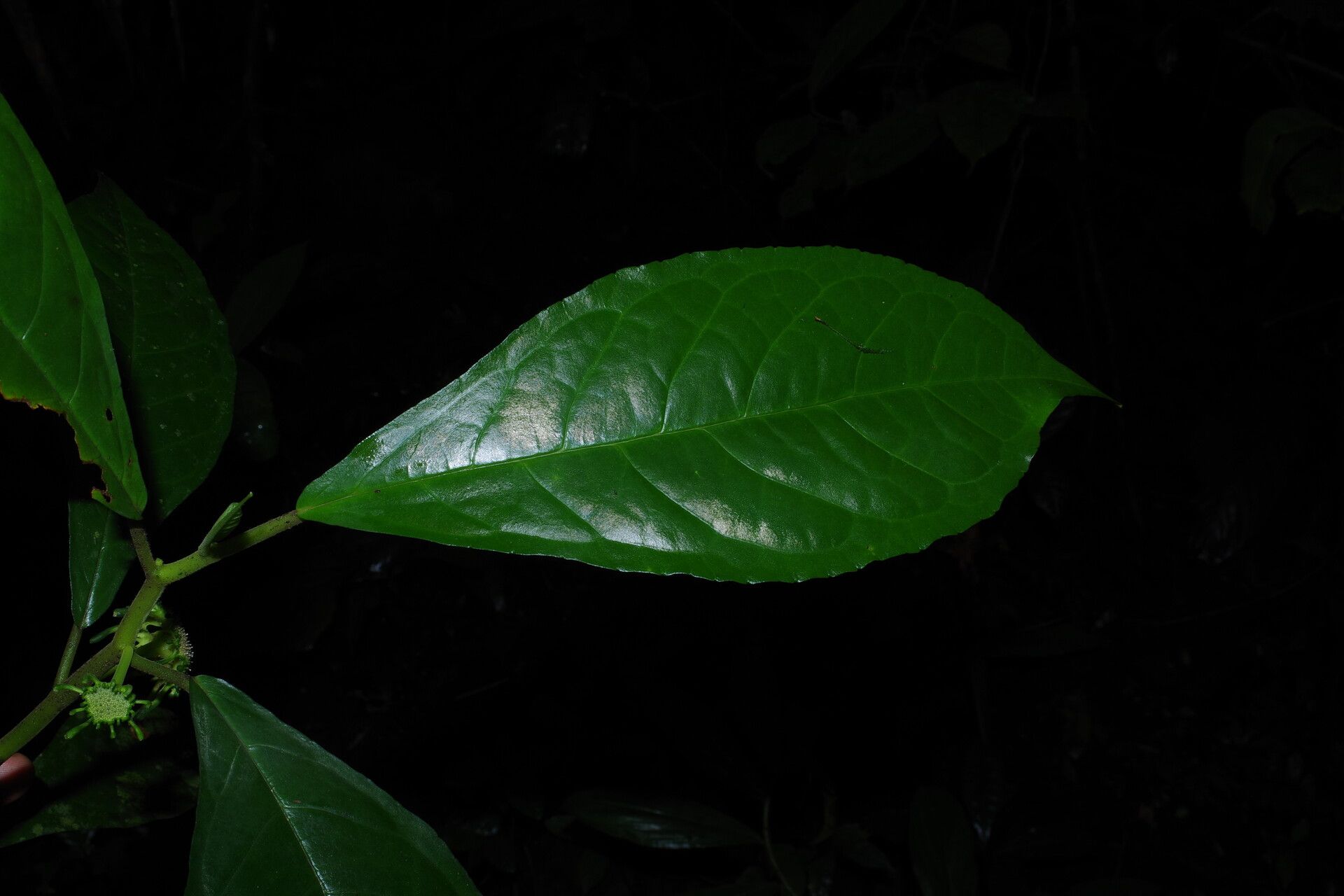 Dorstenia ciliata — search result for 'Dorstenia'