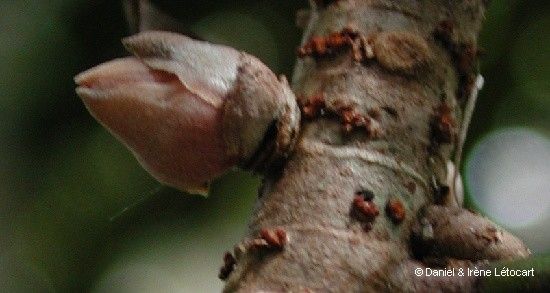 Acropogon pilosus bark