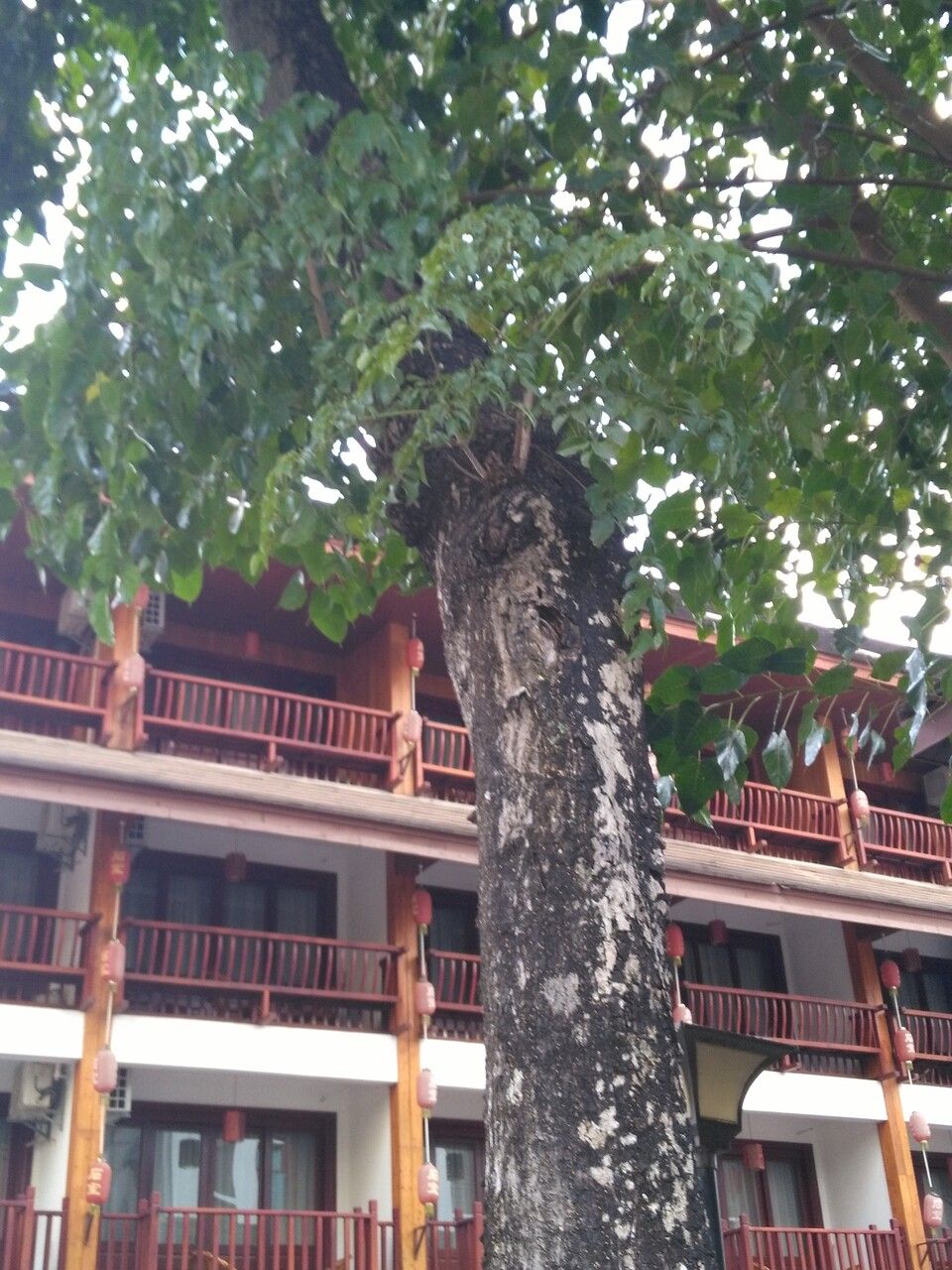 Mayodendron igneum bark