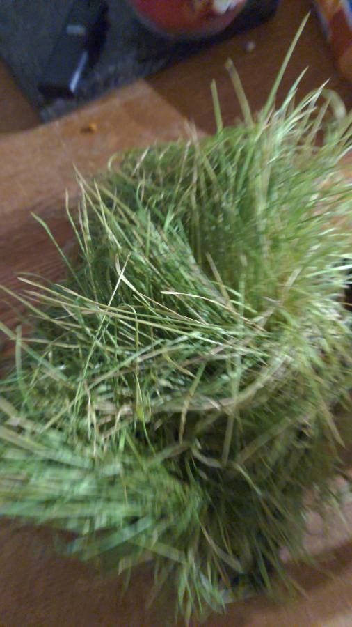 Agrostis mertensii leaf