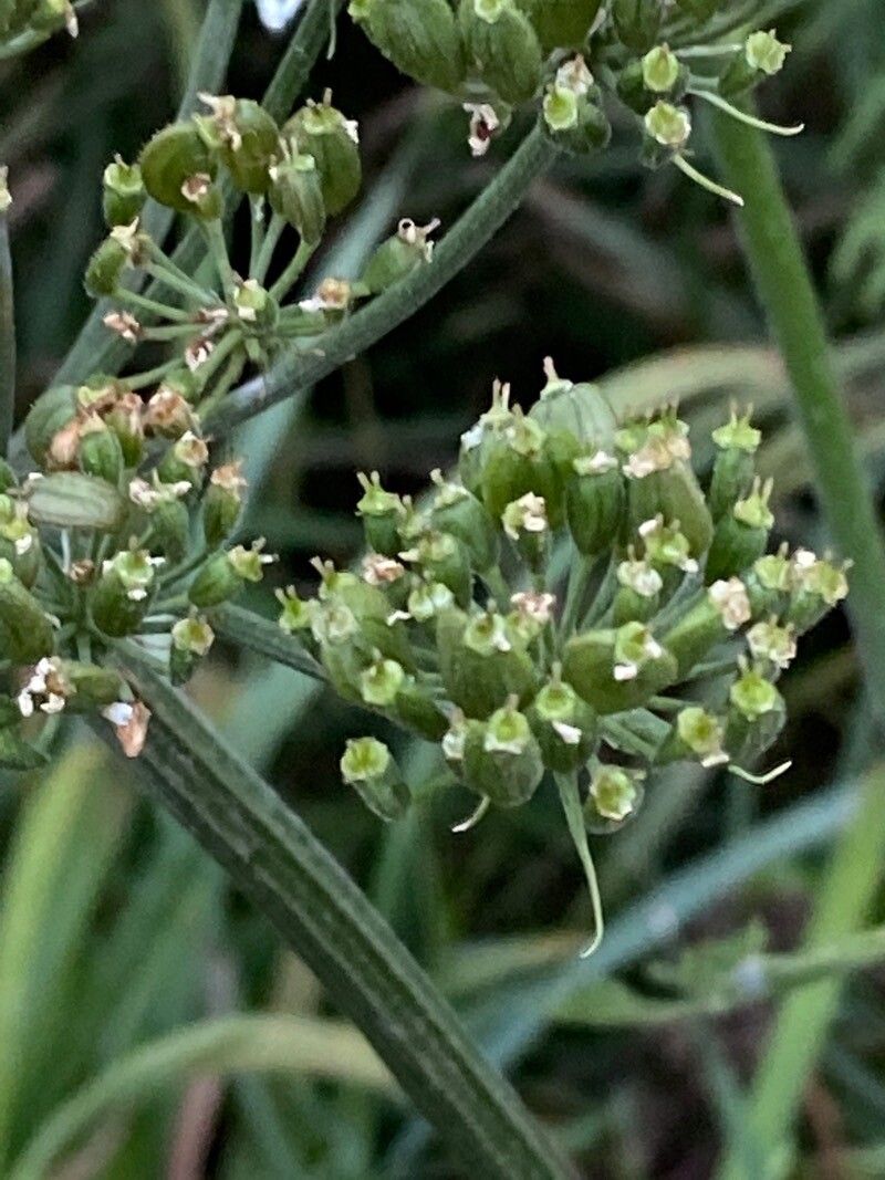 Cervaria rivini fruit