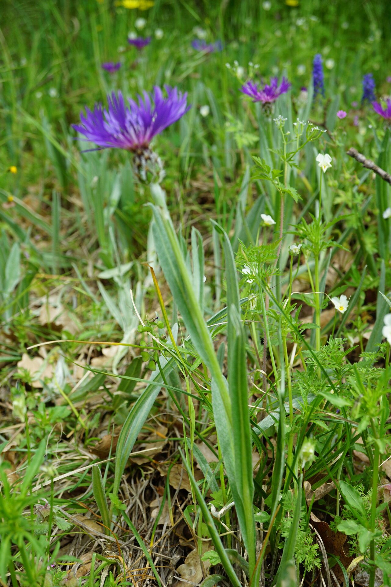 Centaurea pichleri habit