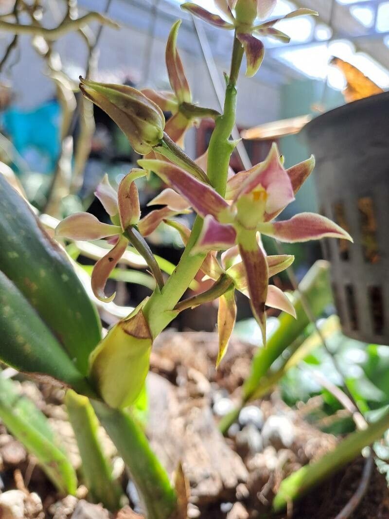 Prosthechea spondiada — houseplant care guide