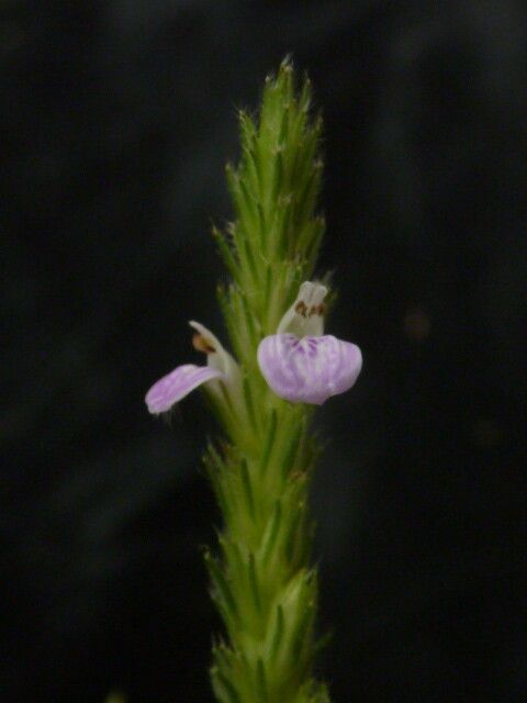 Rostellularia mollissima flower