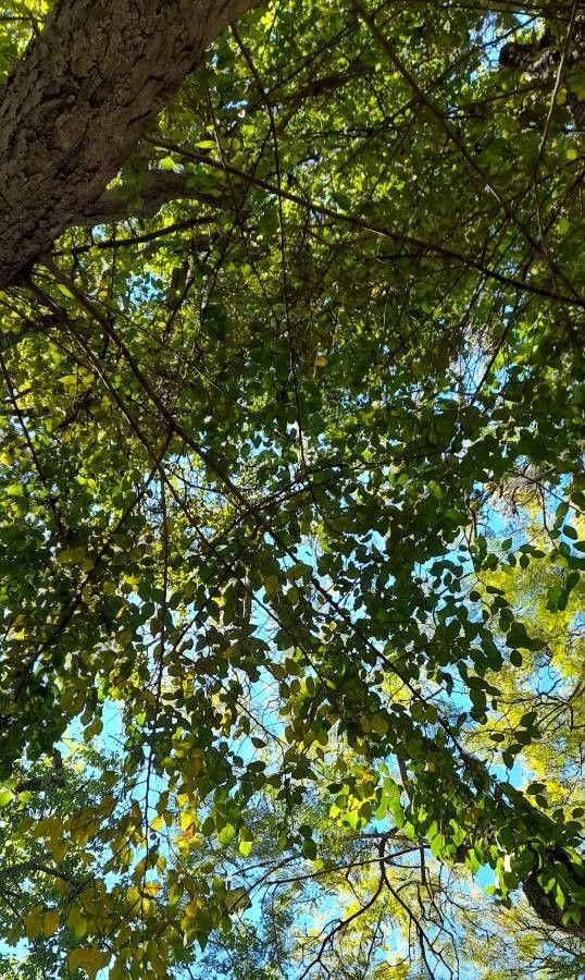 Ruprechtia laxiflora — related species from the same genus