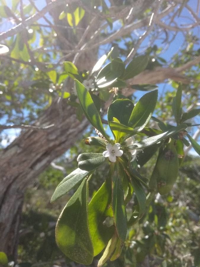 Myoporum crassifolium flower