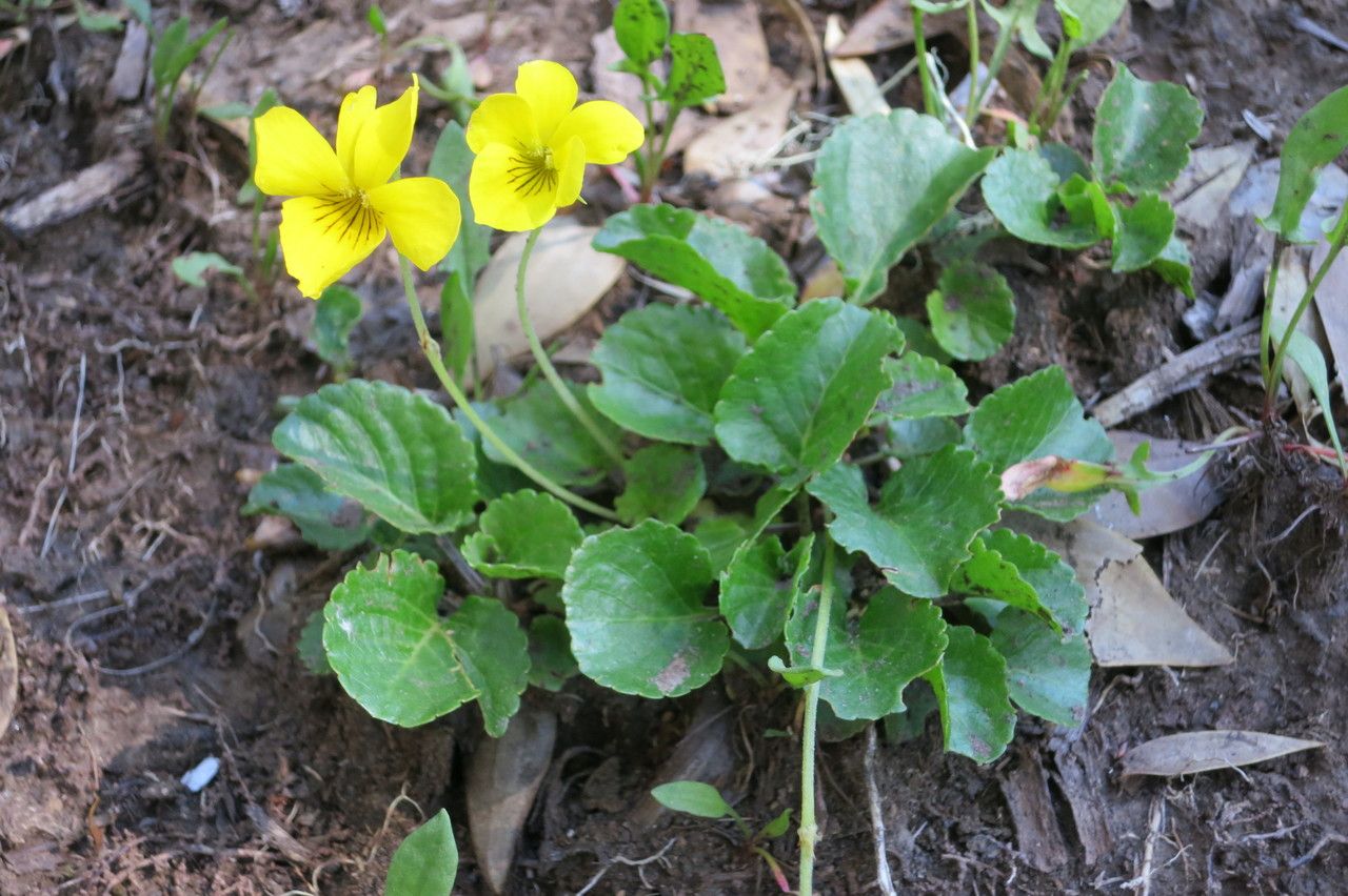Viola reichei habit