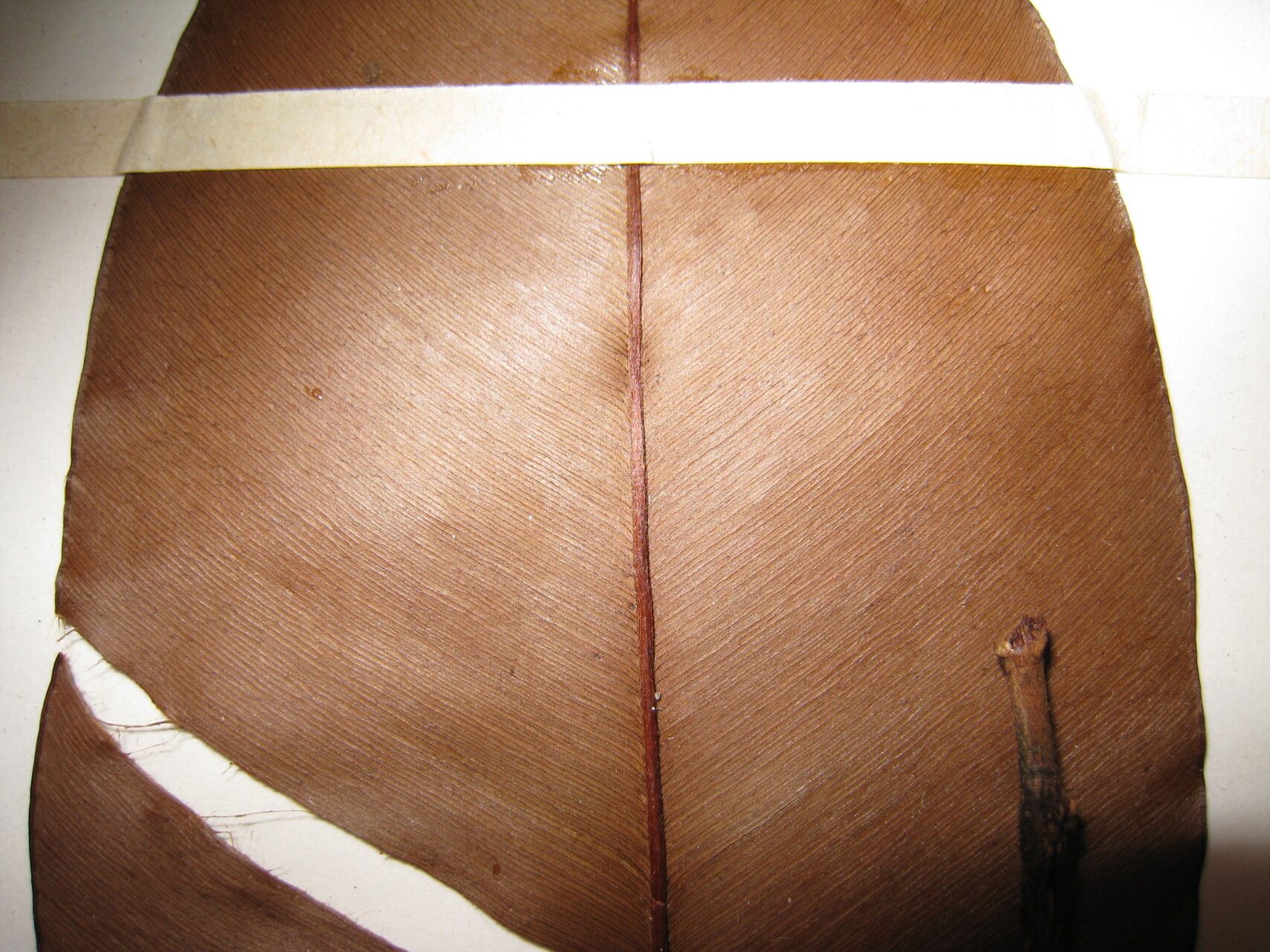 Micropholis melinoniana other