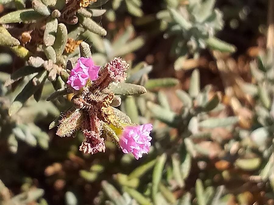Frankenia capitata flower