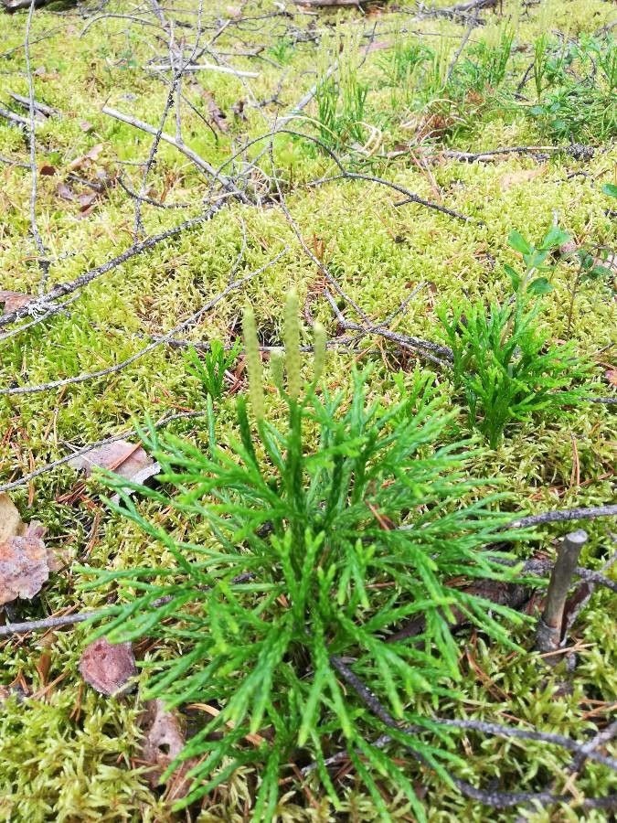 Diphasiastrum complanatum fruit