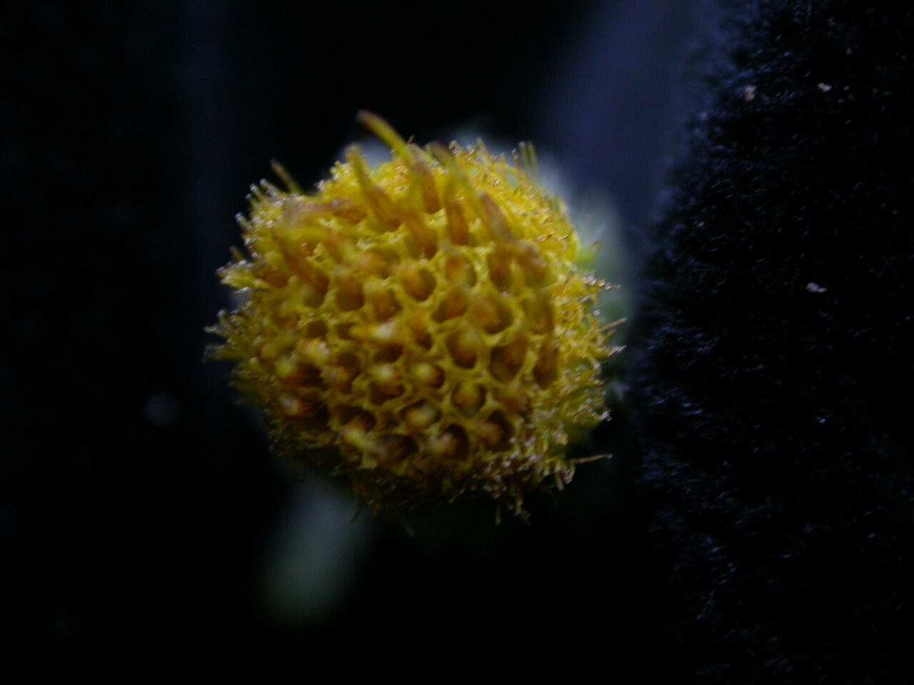 Blumea hieraciifolia flower