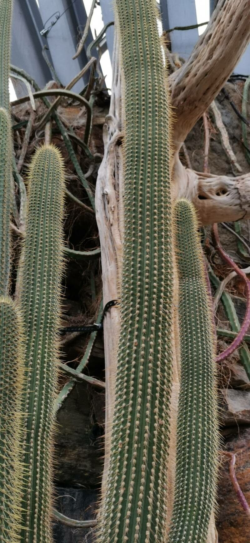 Cleistocactus micropetalus habit