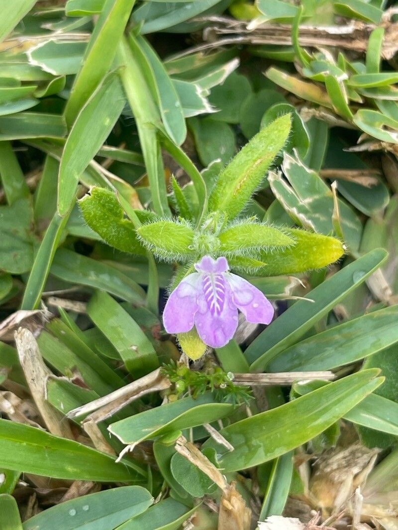 Dianthera laevilinguis flower