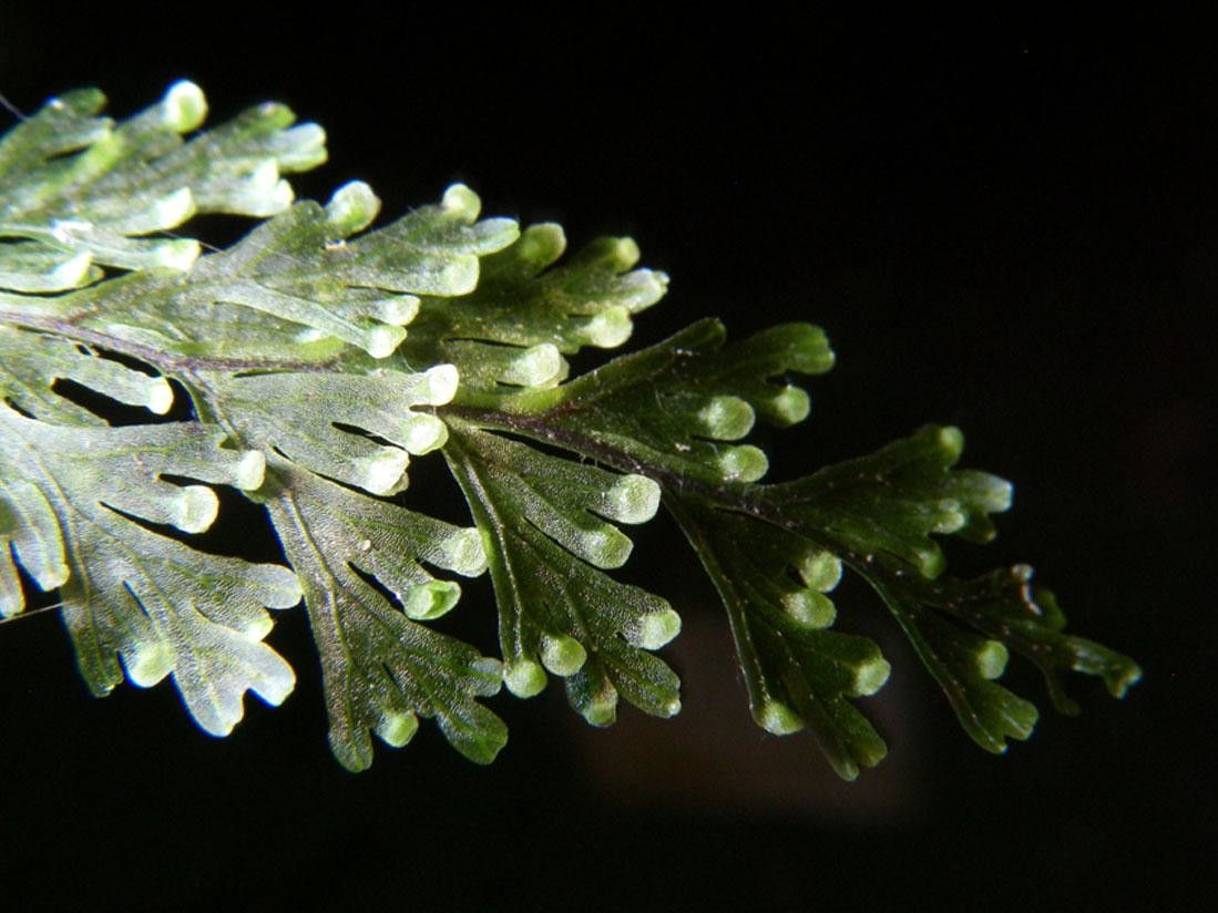 Hymenophyllum maxonii leaf