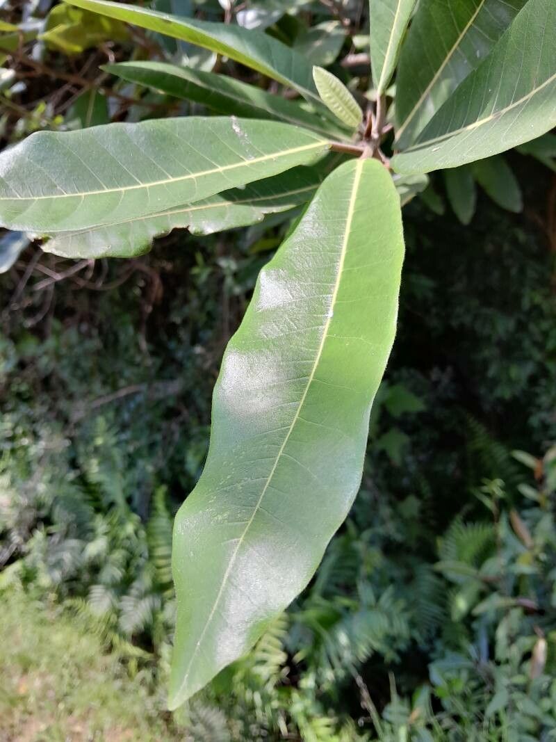 Ficus polyphlebia leaf