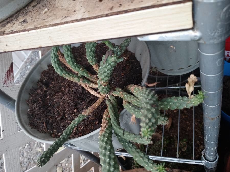 Euphorbia caput-medusae fruit