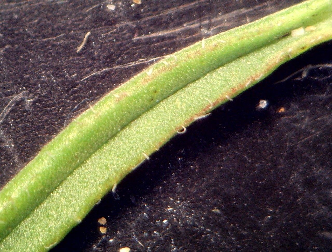 Iberis procumbens — search result for 'Iberis'