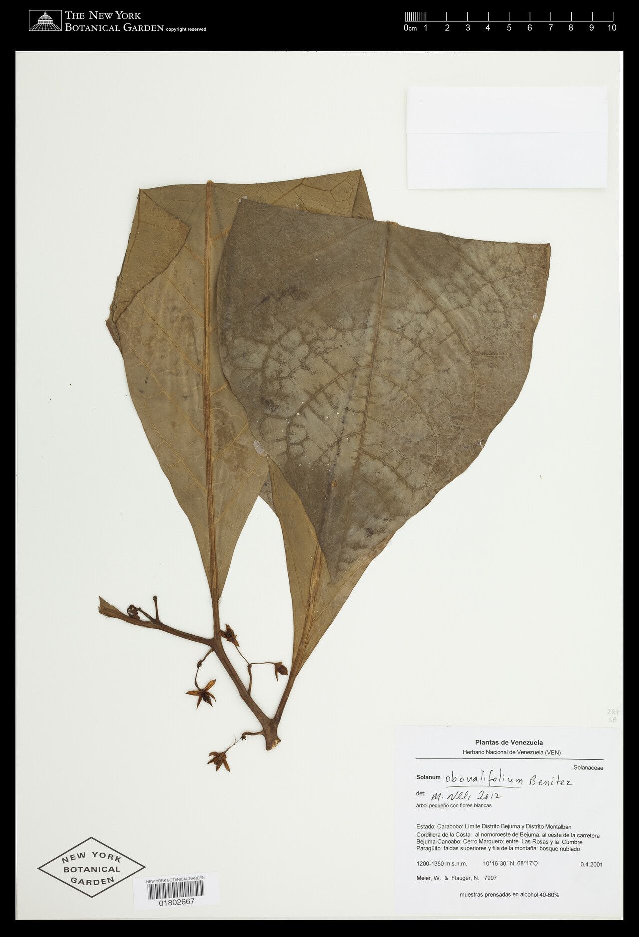 Solanum obovalifolium — houseplant care guide