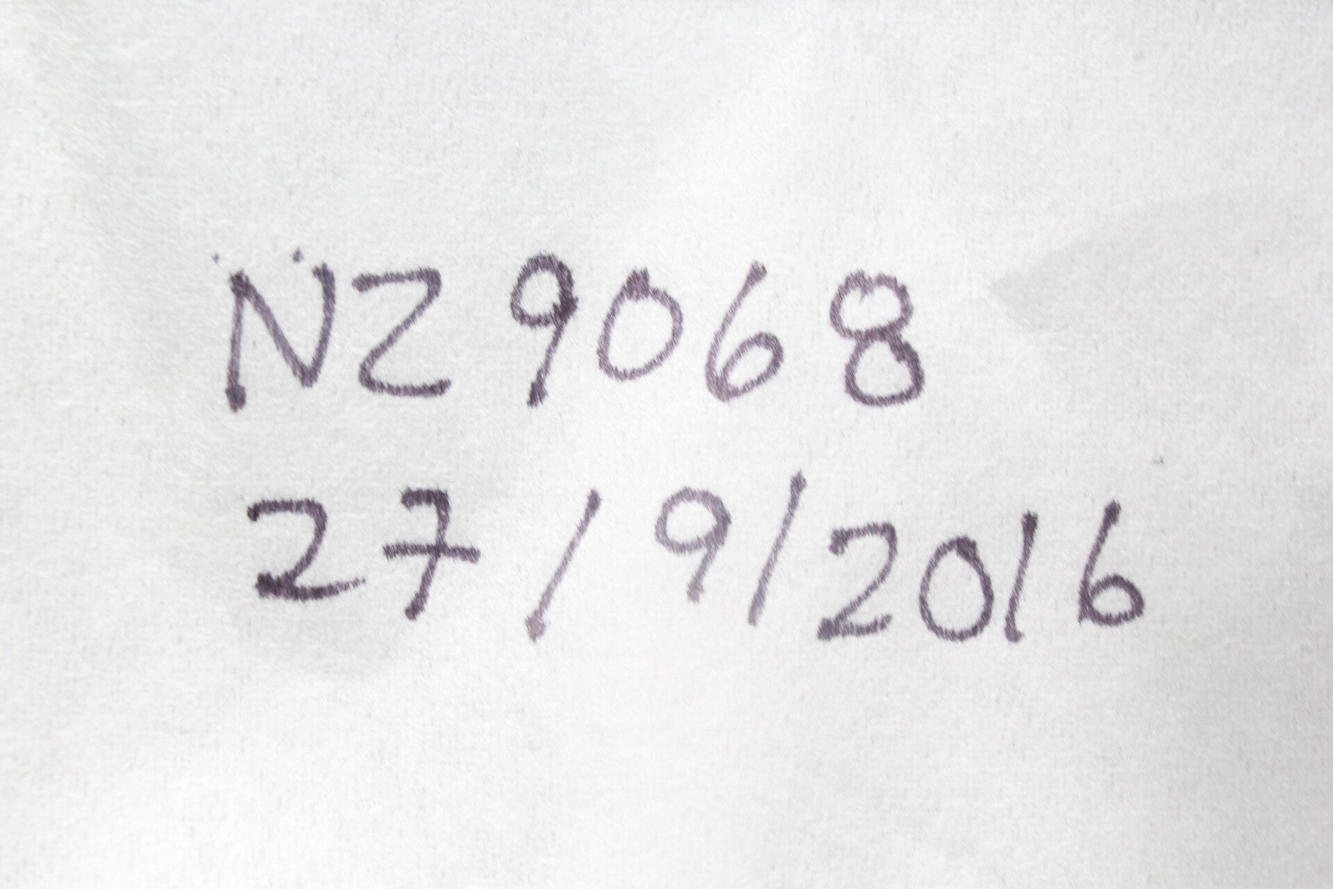 Malachra fasciata fruit