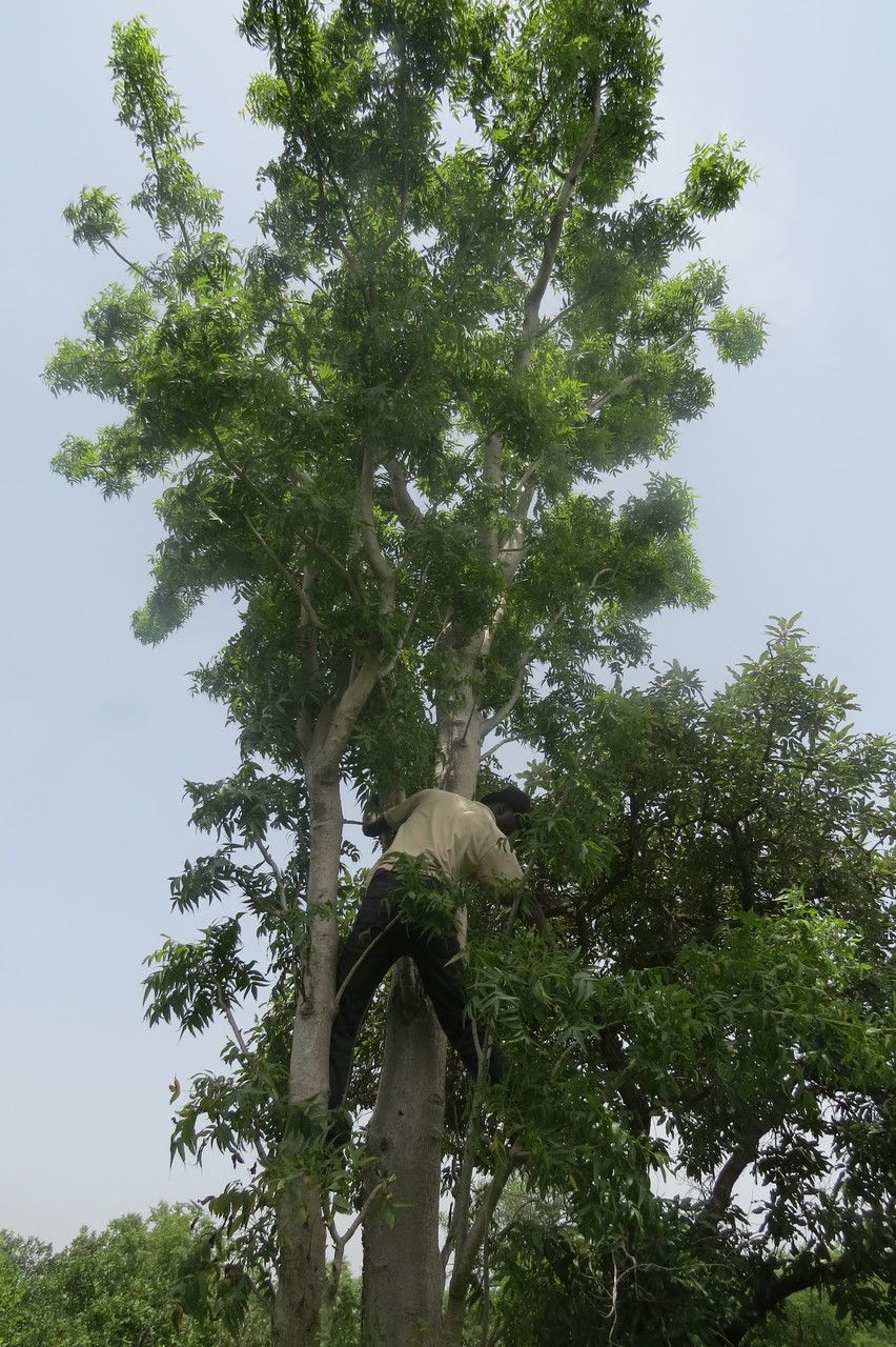 Boswellia dalzielii habit