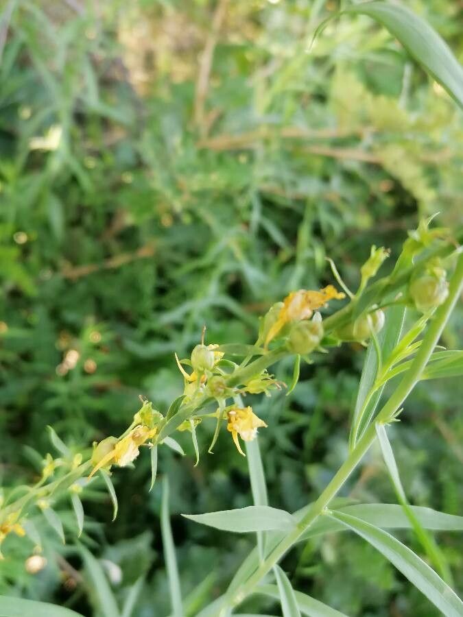 Linaria angustissima fruit