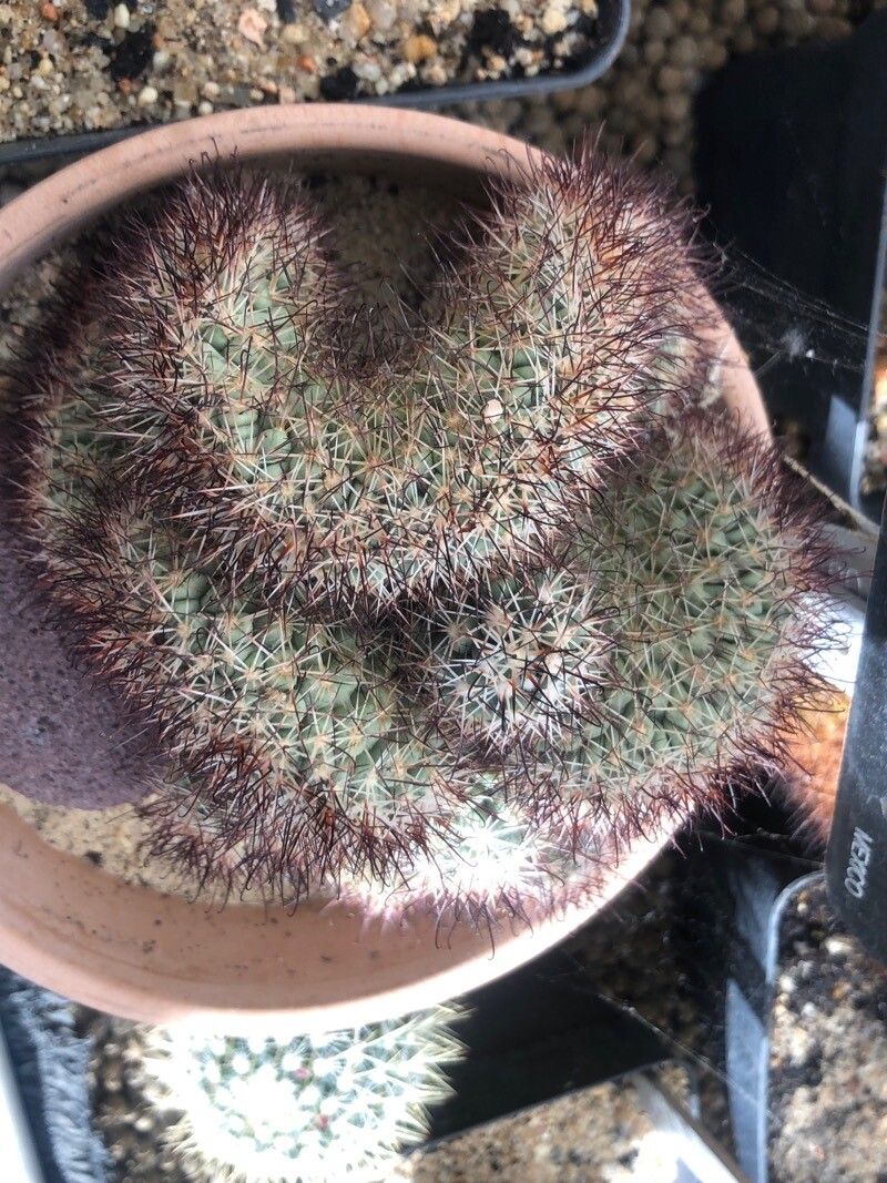 Mammillaria schumannii — houseplant care guide