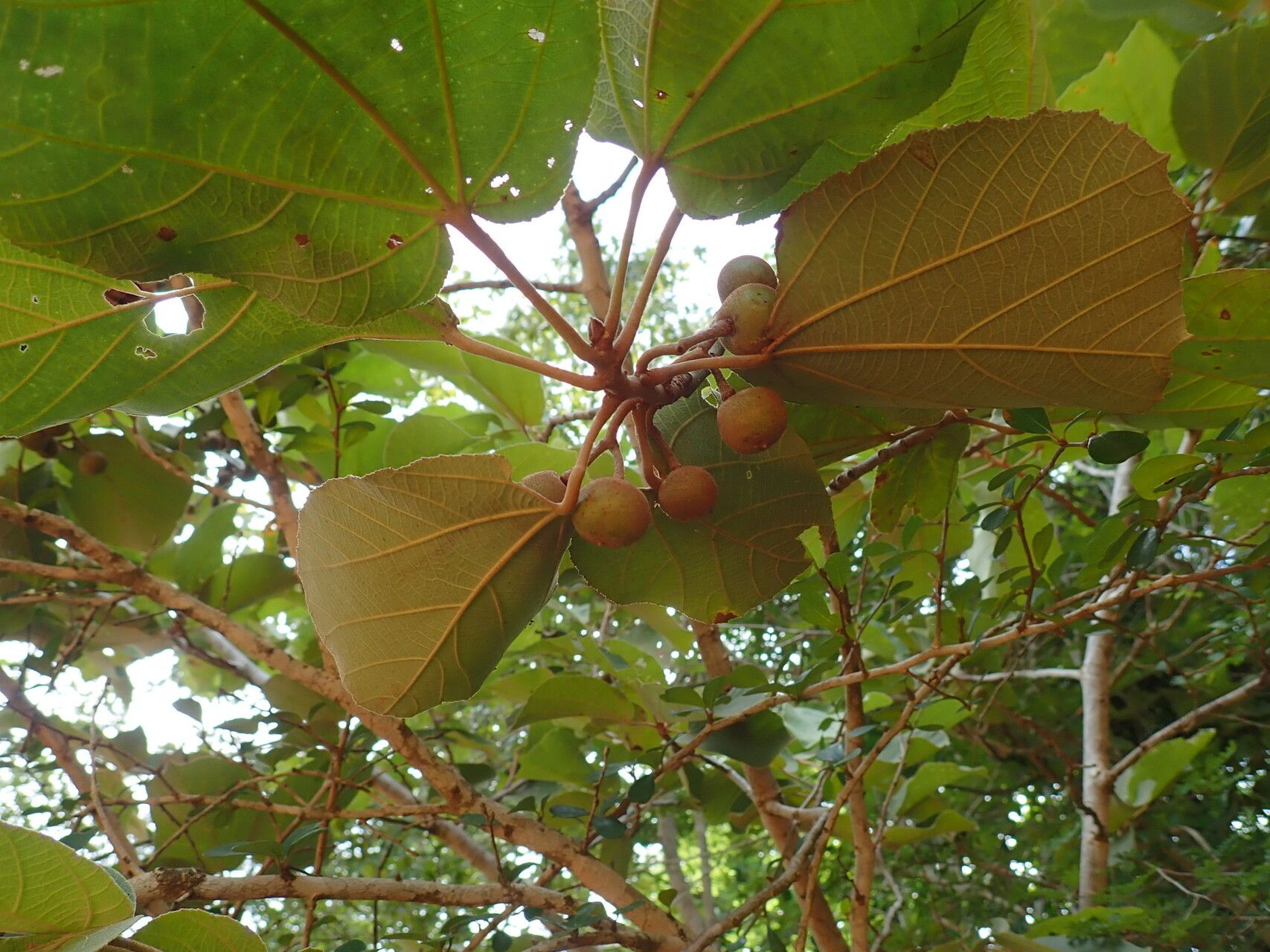 Grewia cyclea — search result for 'Grewia'