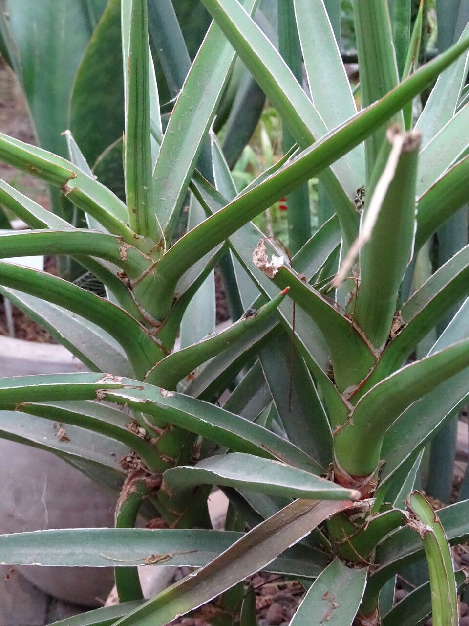 Sansevieria powellii habit