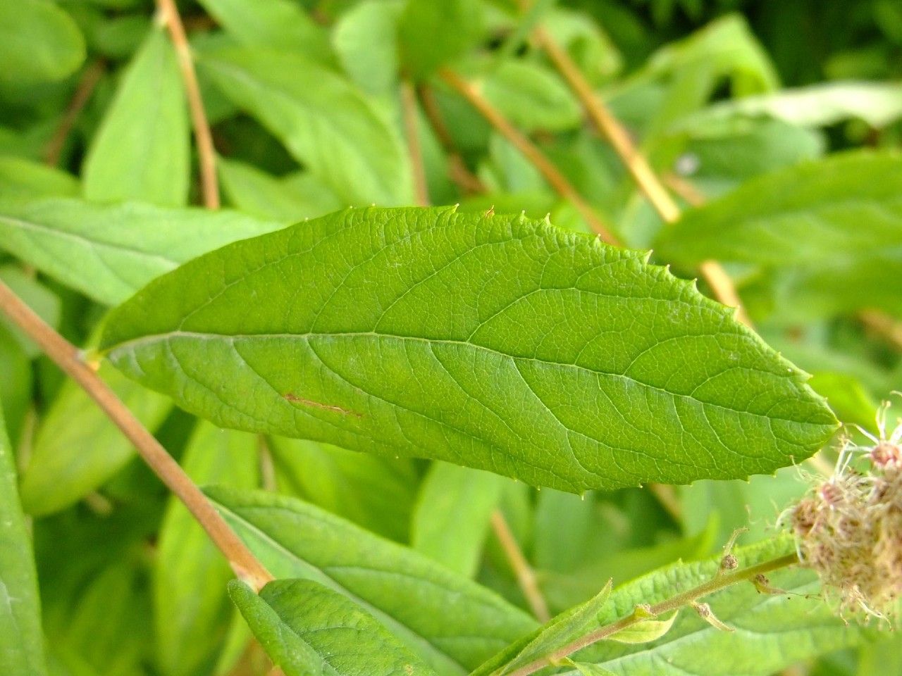 Spiraea x pseudosalicifolia leaf