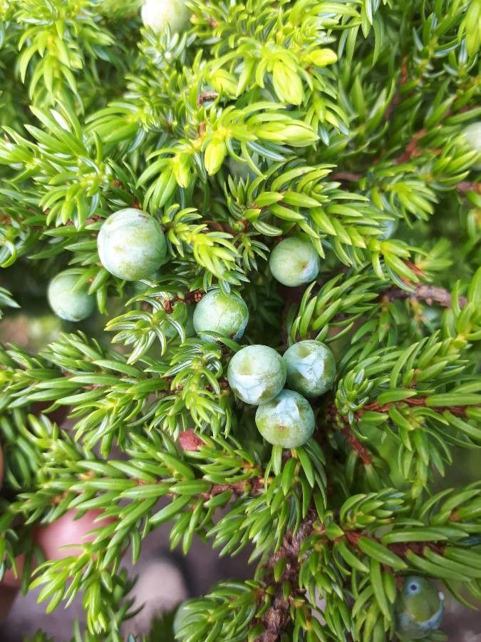 Juniperus brevifolia fruit