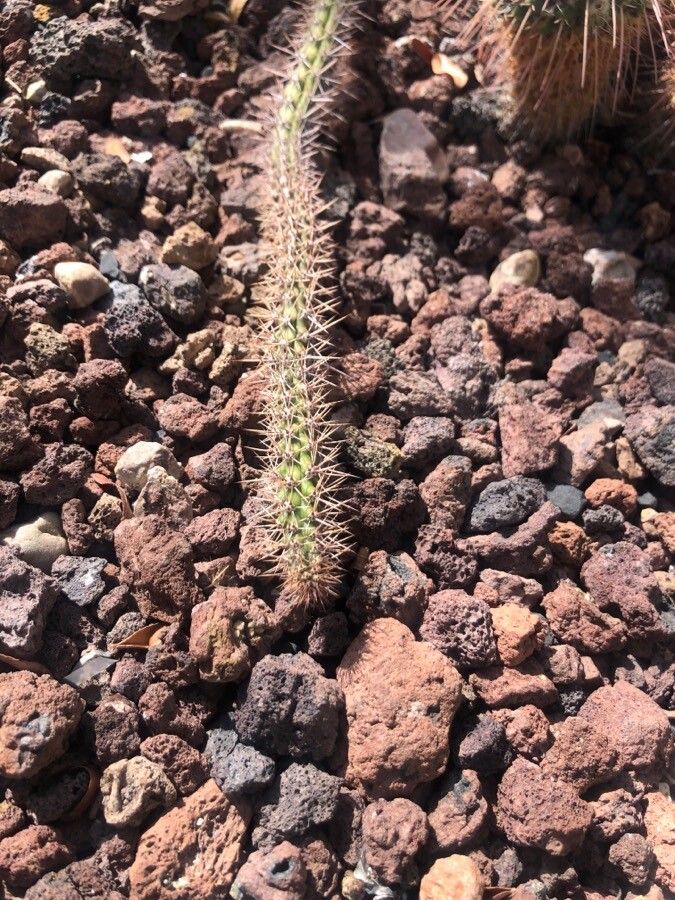 Selenicereus grandiflorus leaf
