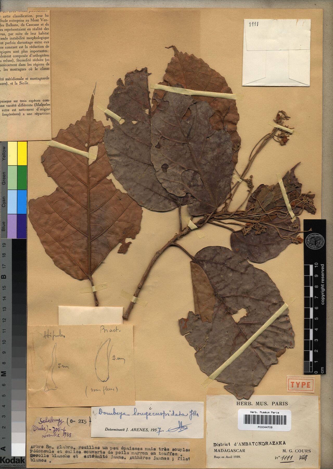 Dombeya longicuspidata — houseplant care guide
