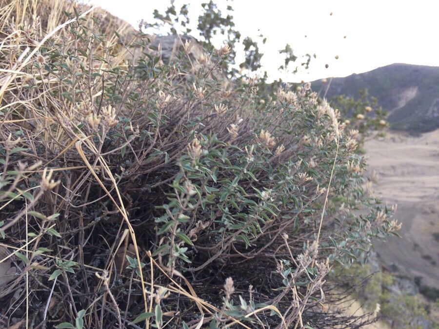 Ziziphora clinopodioides habit