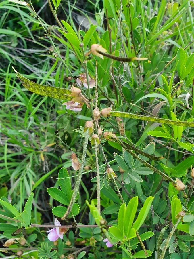 Tephrosia emeroides fruit