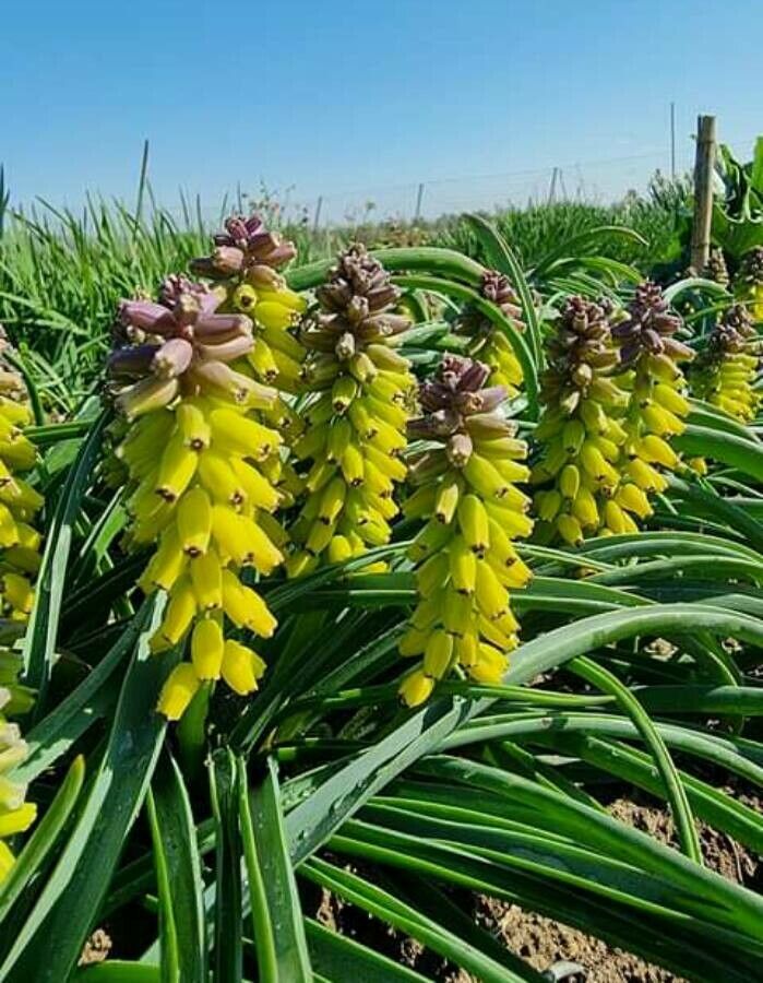 Muscari macrocarpum flower