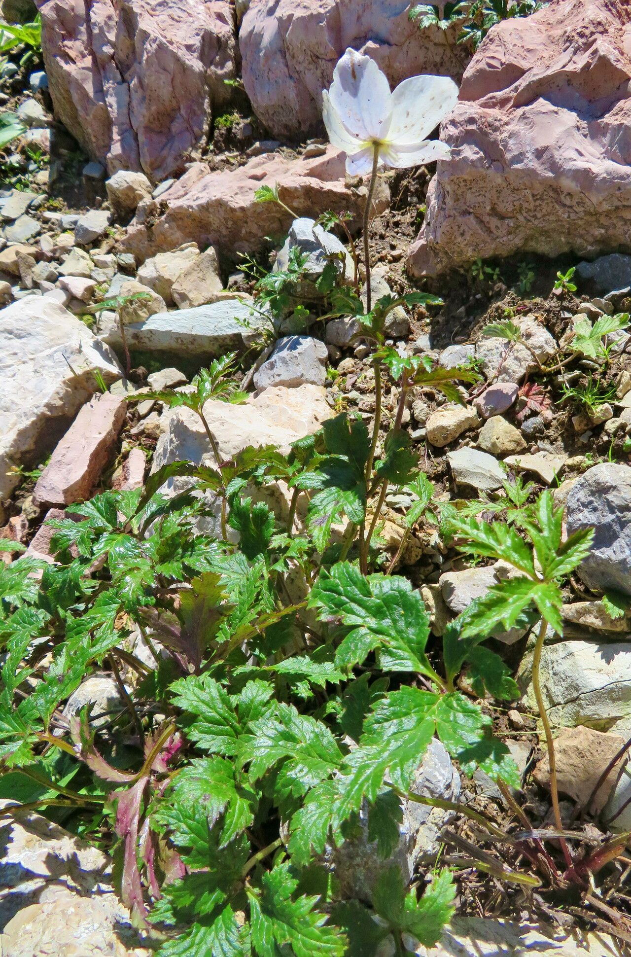 Eriocapitella rupicola habit