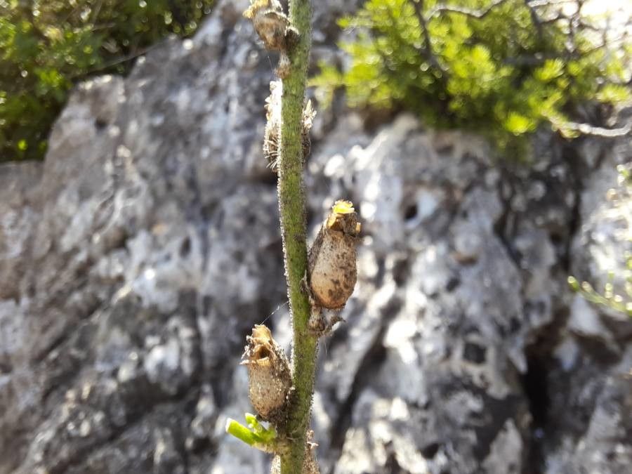 Antirrhinum hispanicum fruit