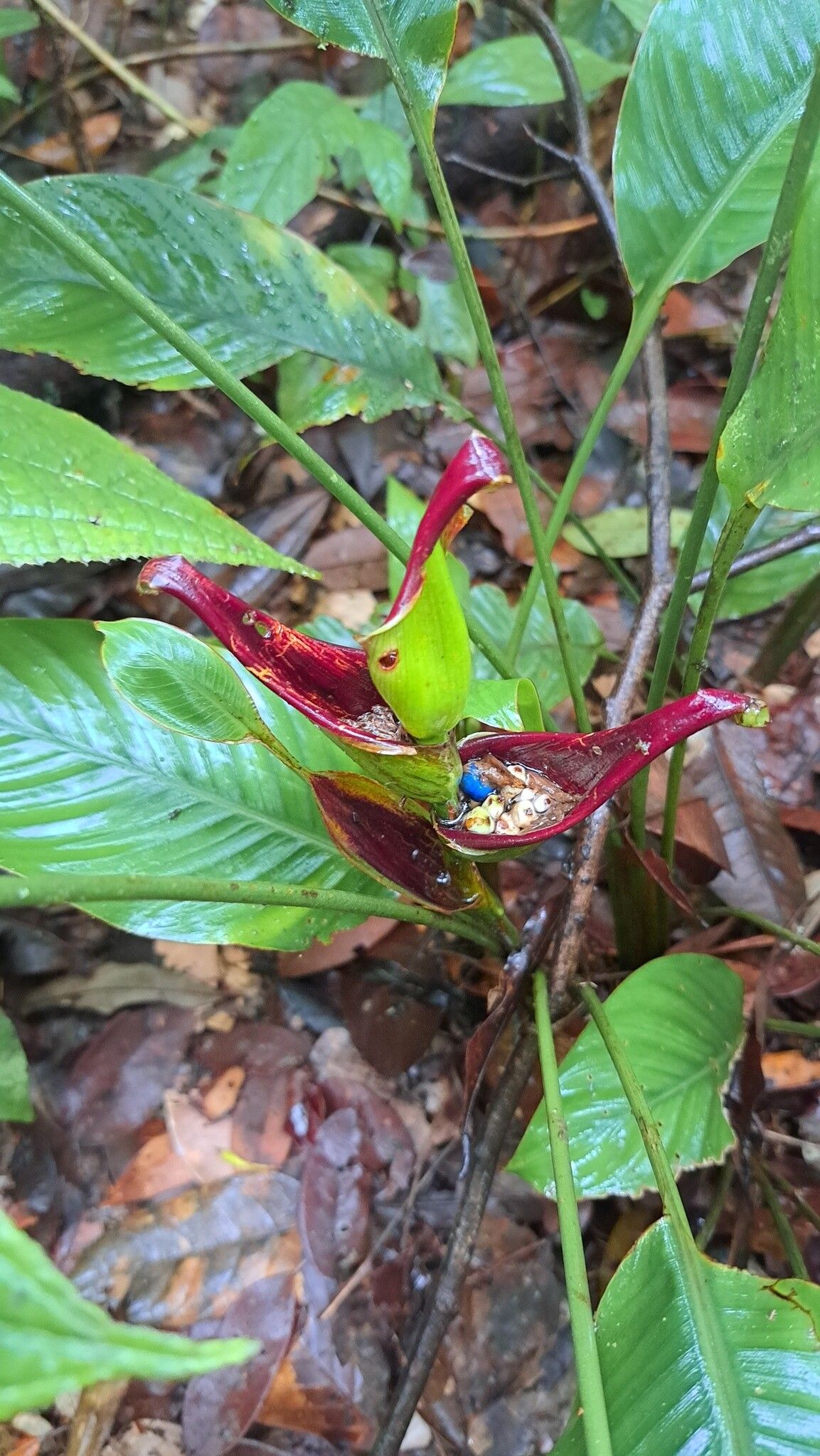 Heliconia lourteigiae fruit