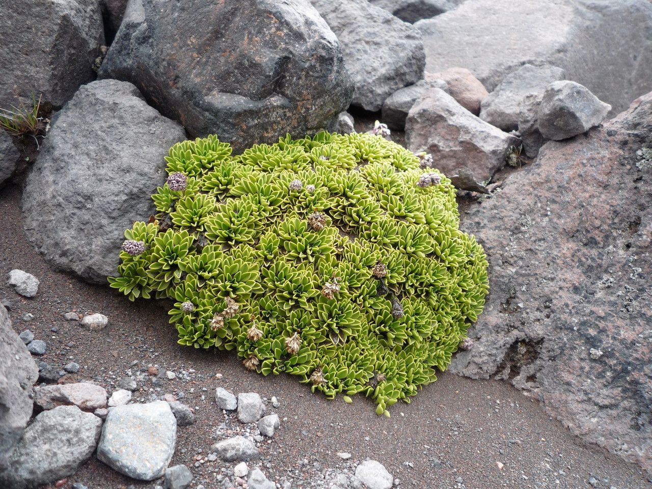 Valeriana alypifolia habit