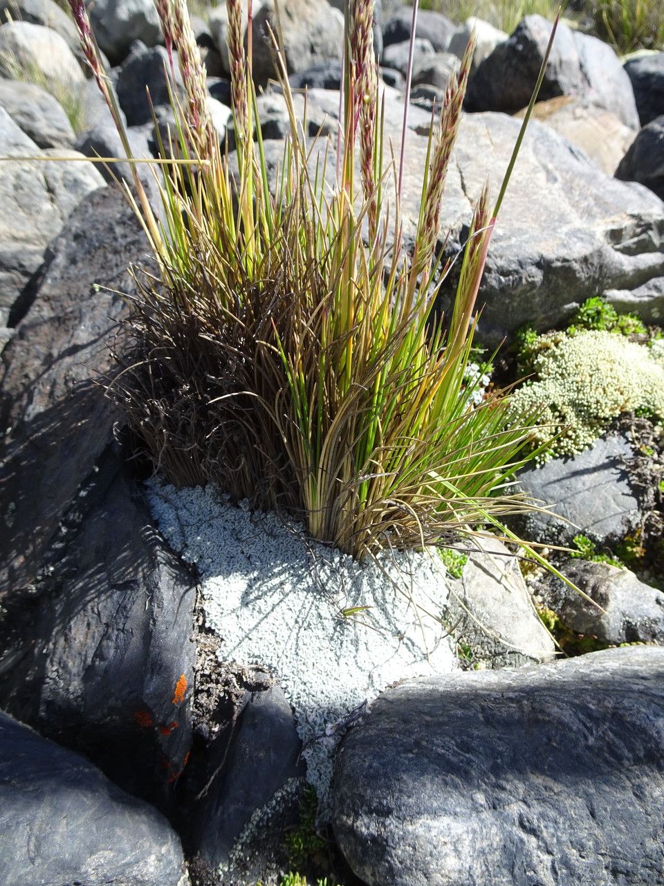 Festuca rigescens flower