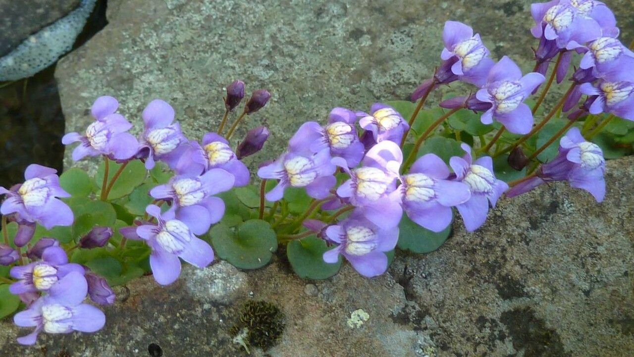 Cymbalaria pallida flower