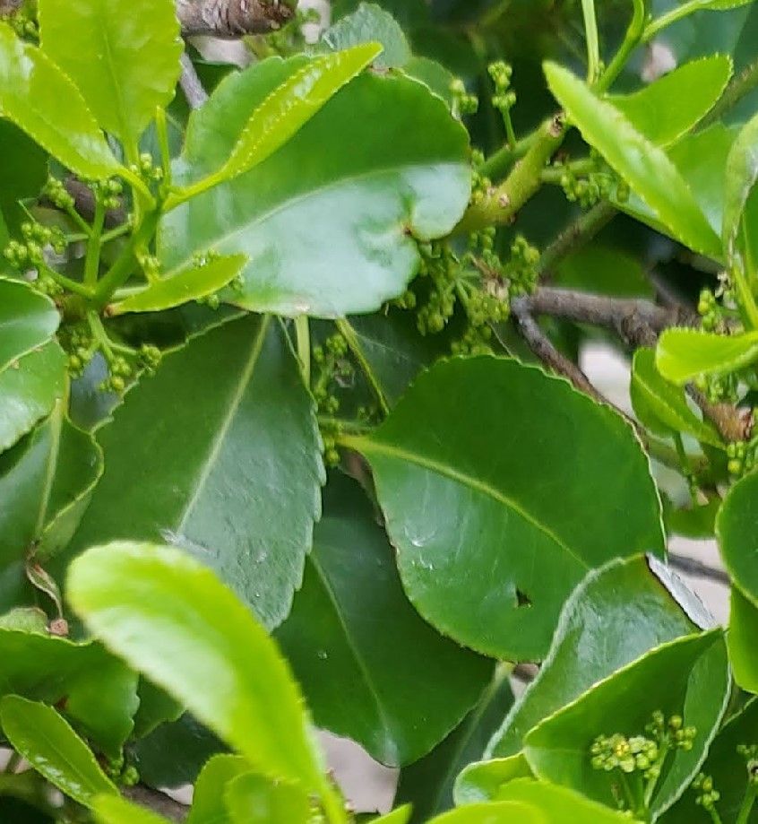 Elaeodendron curtipendulum — search result for 'Elaeodendron'