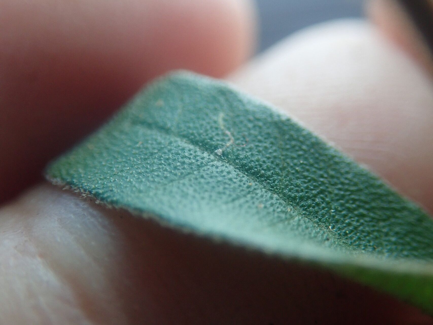 Croton ambovombensis — houseplant care guide