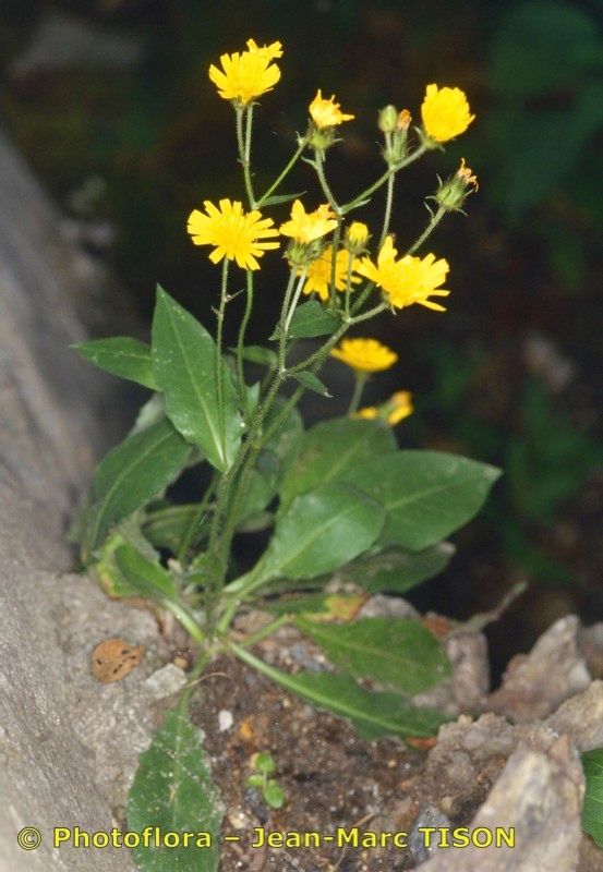 Hieracium pulmonarioides other