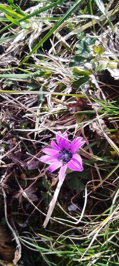 Anemone hortensis flower