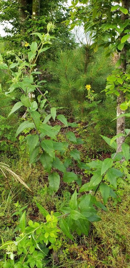 Helianthus hirsutus other