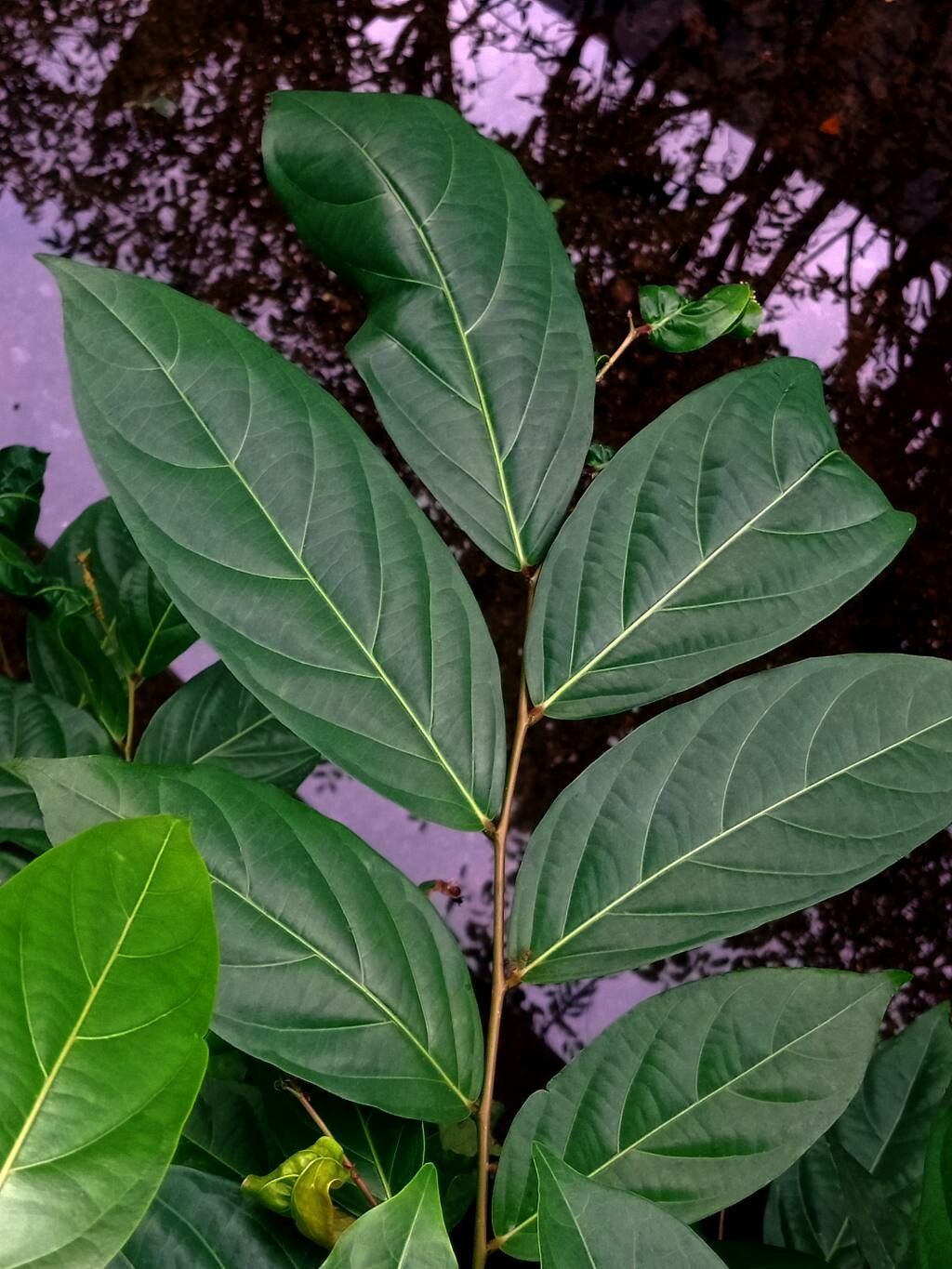 Eusideroxylon zwageri — search result for 'Brunei'